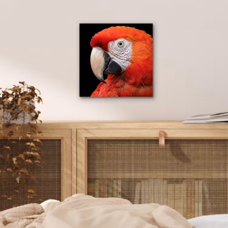 Aluminium schilderij - Ara - Portret - Rood — 4