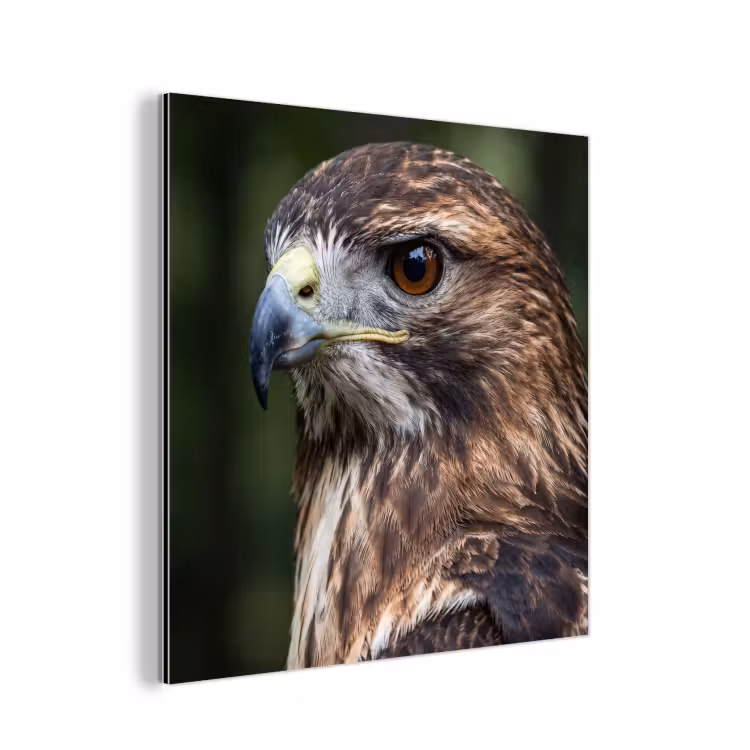 Aluminium schilderij - Buizerd - Roofvogel - Natuur - Bruin — 1