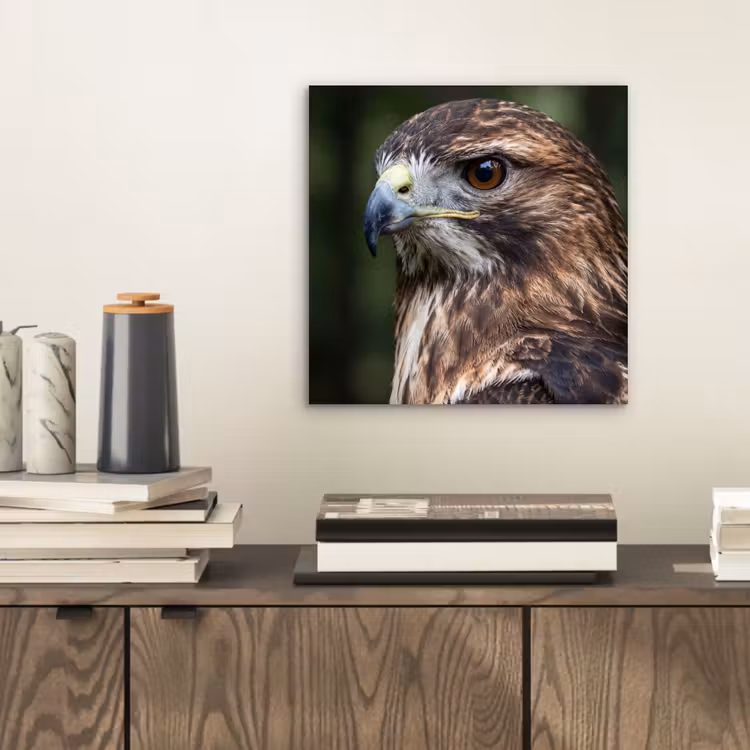 Aluminium schilderij - Buizerd - Roofvogel - Natuur - Bruin — 2