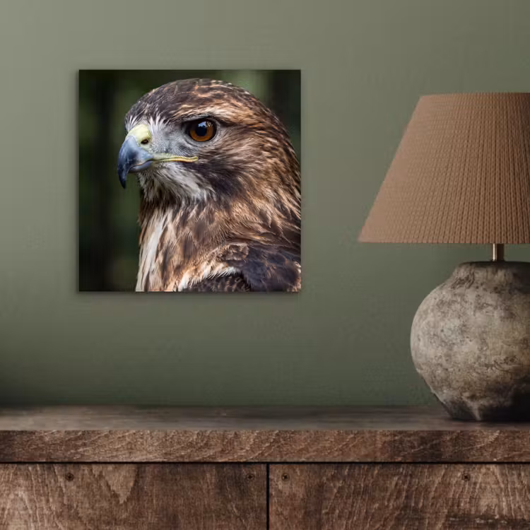 Aluminium schilderij - Buizerd - Roofvogel - Natuur - Bruin — 3