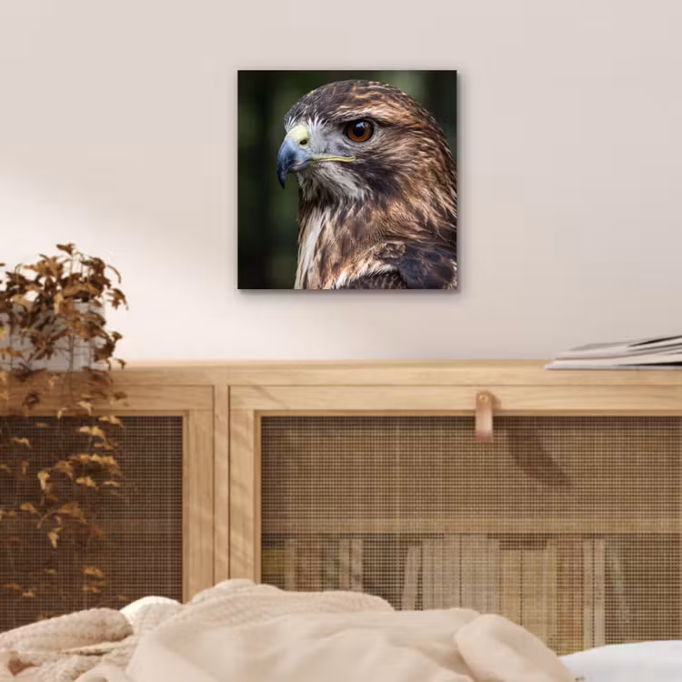 Aluminium schilderij - Buizerd - Roofvogel - Natuur - Bruin — 4