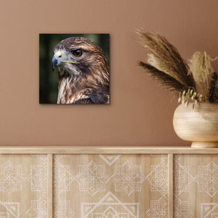 Aluminium schilderij - Buizerd - Roofvogel - Natuur - Bruin — 5