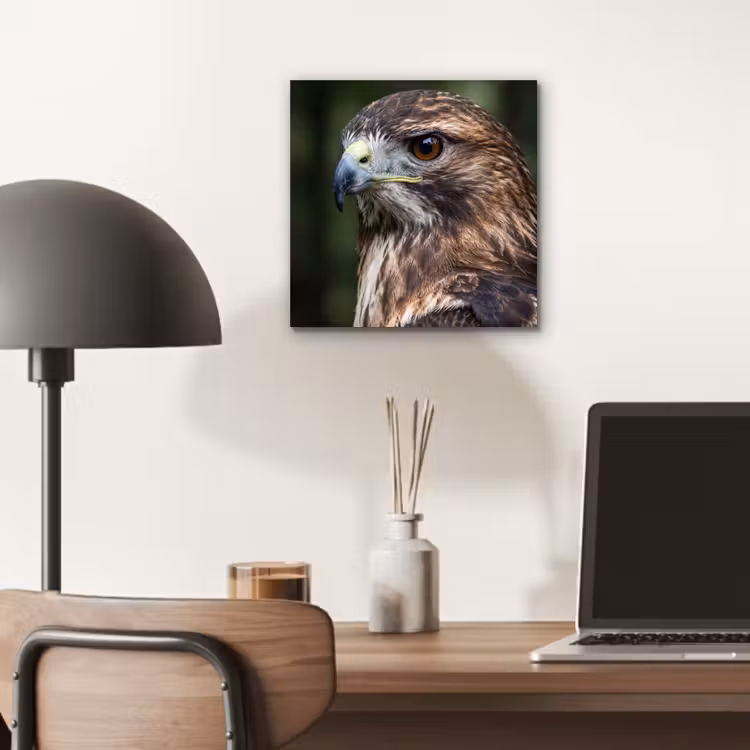Aluminium schilderij - Buizerd - Roofvogel - Natuur - Bruin — 6