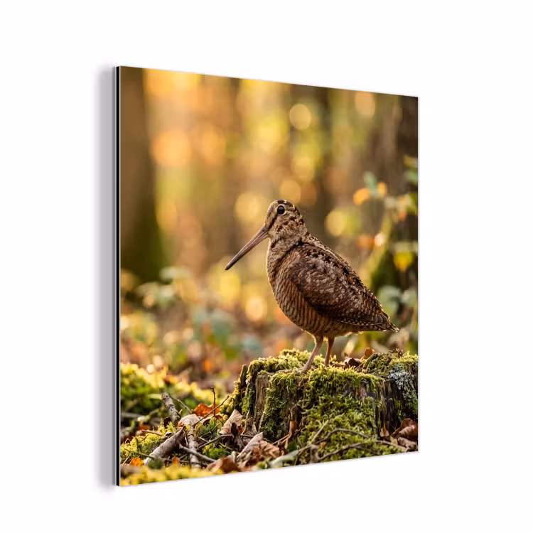 Aluminium schilderij - Houtsnip - Bos - Bladeren - Herfst - Gecamoufleerd — 1