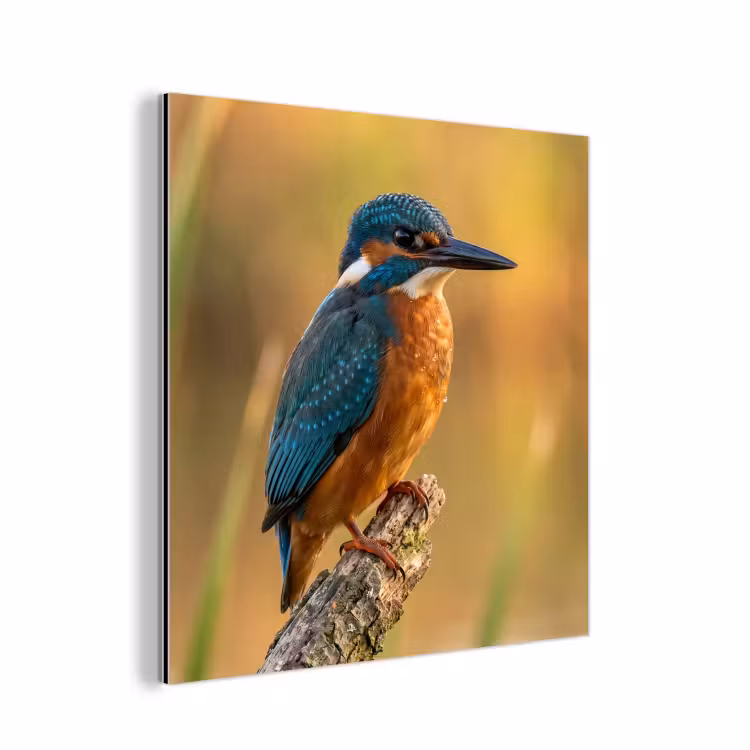 Aluminium schilderij - IJsvogel - Tak - Water - Kleurrijk - Levendig — 1