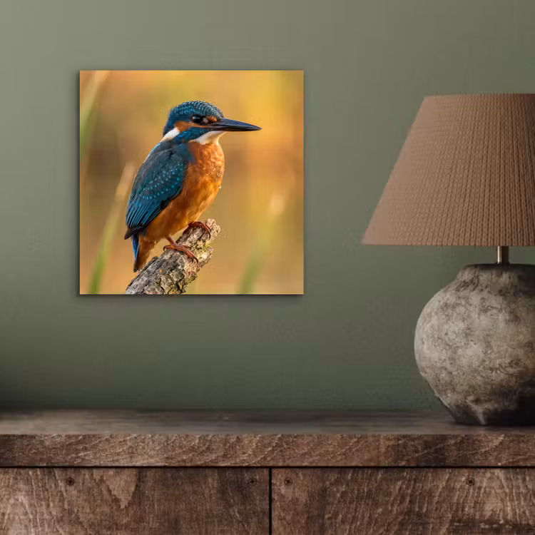 Aluminium schilderij - IJsvogel - Tak - Water - Kleurrijk - Levendig — 3