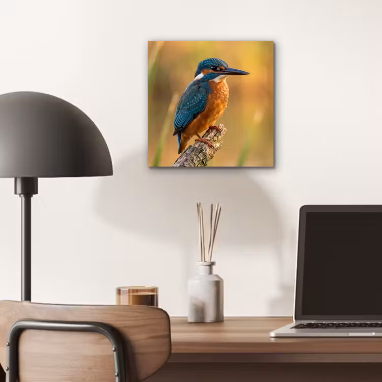 Aluminium schilderij - IJsvogel - Tak - Water - Kleurrijk - Levendig — 6