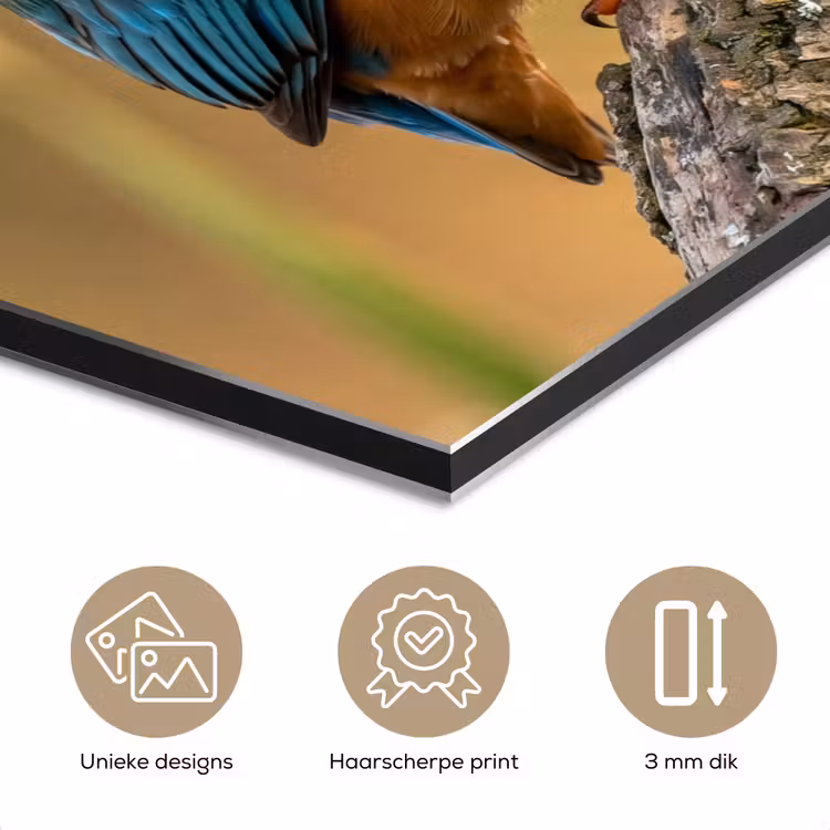 Aluminium schilderij - IJsvogel - Tak - Water - Kleurrijk - Levendig — 7