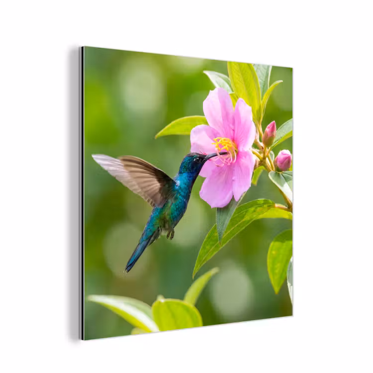 Aluminium schilderij - Kolibrie - Bloem - Natuur - Groen — 1