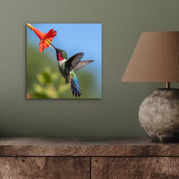 Aluminium schilderij - Kolibrie - Bloem - Natuur - Groen — 3