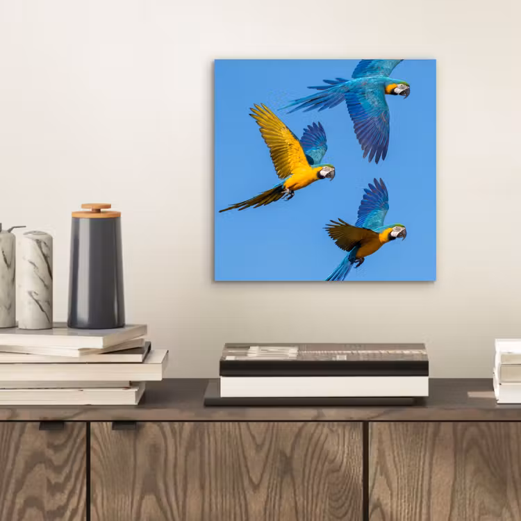 Aluminium schilderij - Papagaai - Vliegen - Blauw - Geel — 2