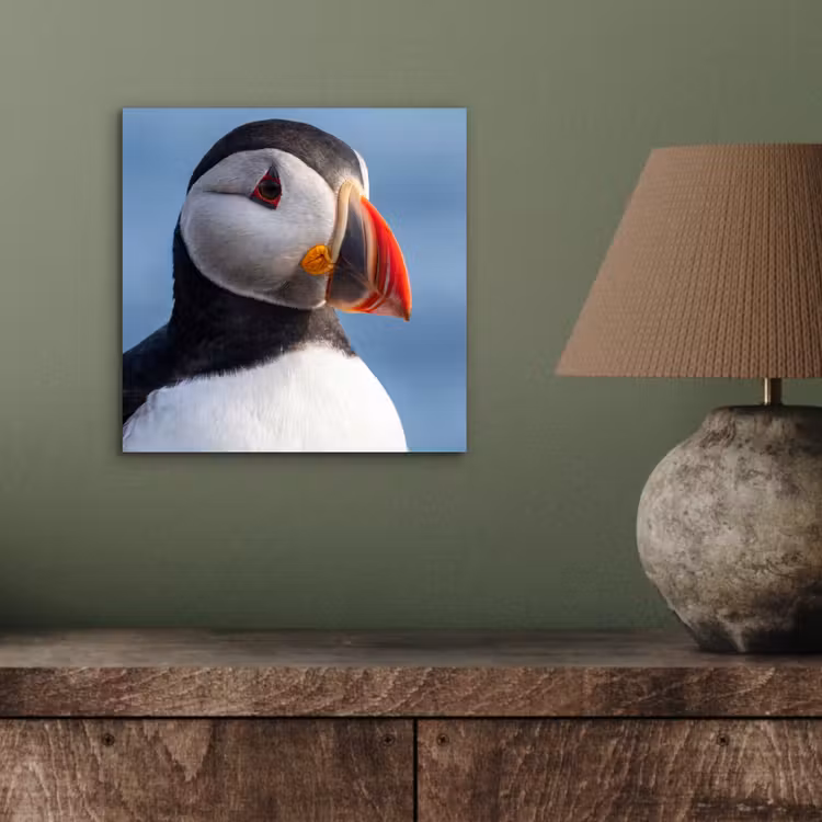 Aluminium schilderij - Papegaaiduiker - Portret - Natuur — 3