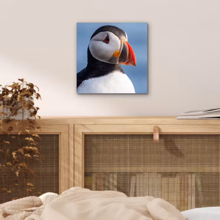 Aluminium schilderij - Papegaaiduiker - Portret - Natuur — 4