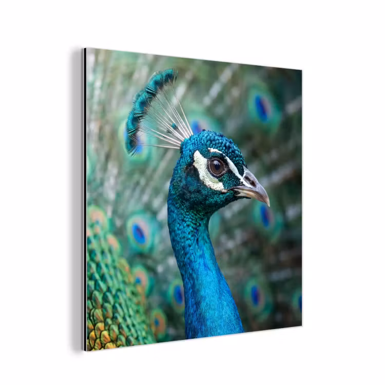 Aluminium schilderij - Pauw - Veren - Blauw — 1