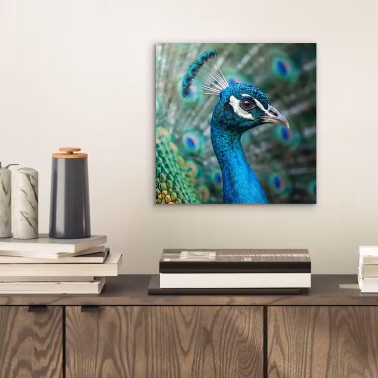 Aluminium schilderij - Pauw - Veren - Blauw — 2
