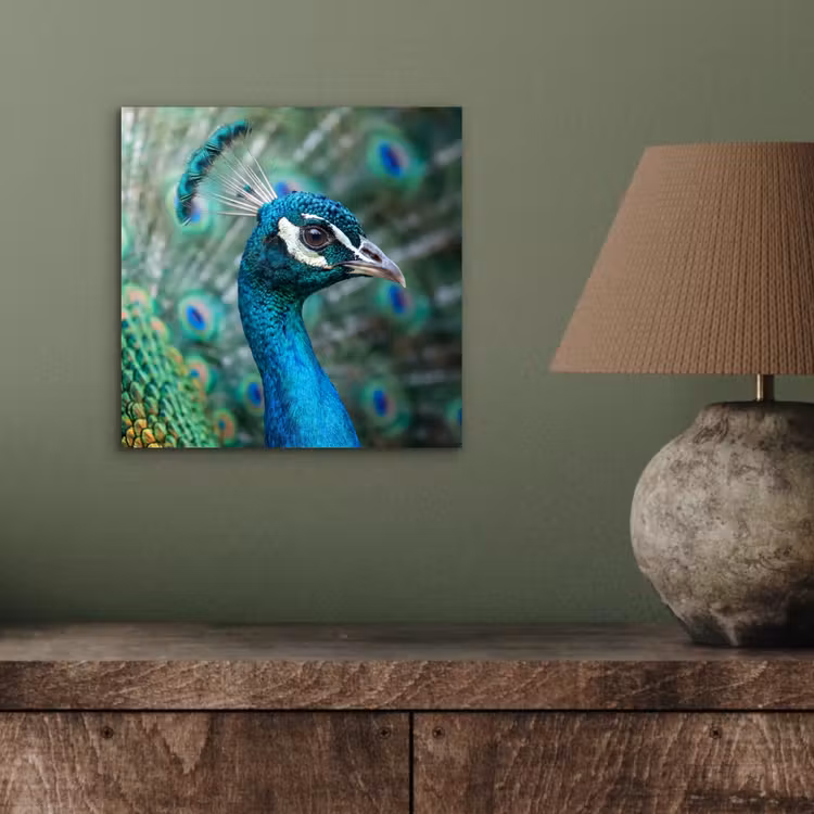 Aluminium schilderij - Pauw - Veren - Blauw — 3