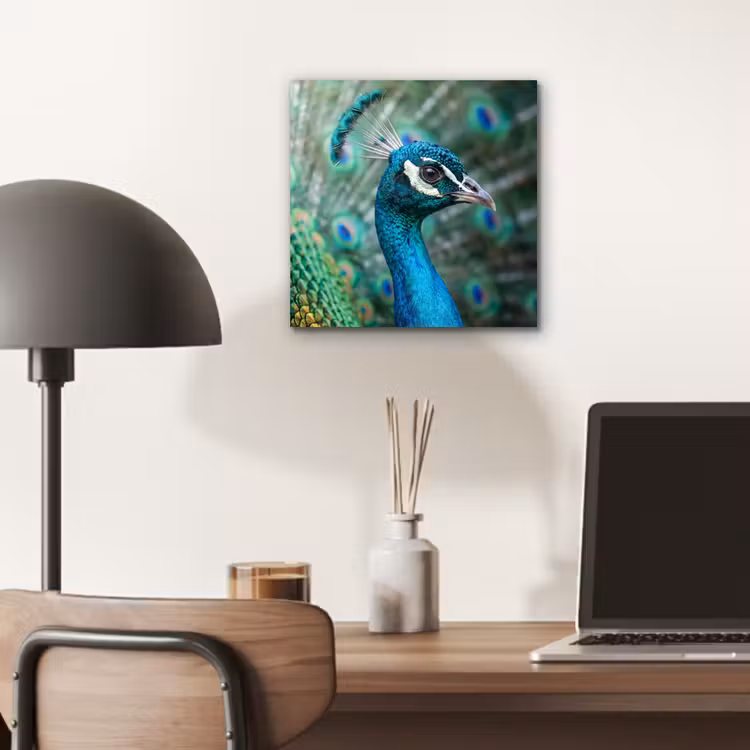 Aluminium schilderij - Pauw - Veren - Blauw — 6