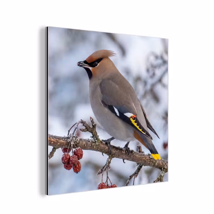 Aluminium schilderij - Pestvogel - Bessen - Winter - Natuur — 1