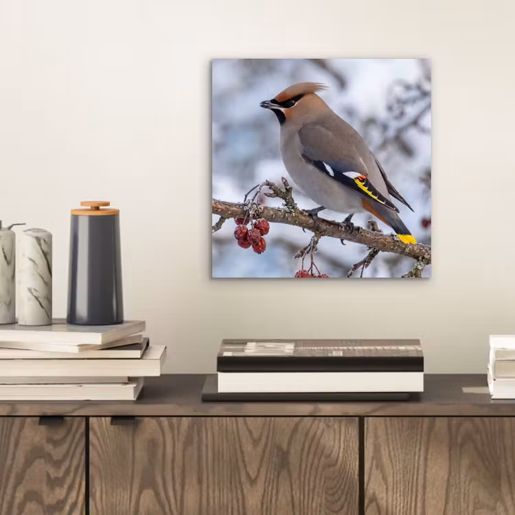 Aluminium schilderij - Pestvogel - Bessen - Winter - Natuur — 2