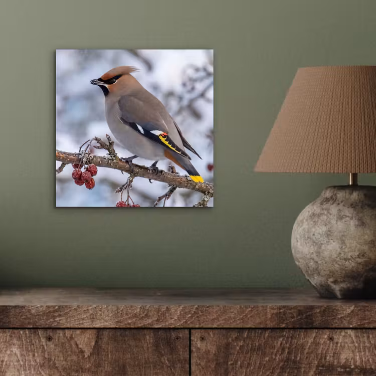 Aluminium schilderij - Pestvogel - Bessen - Winter - Natuur — 3