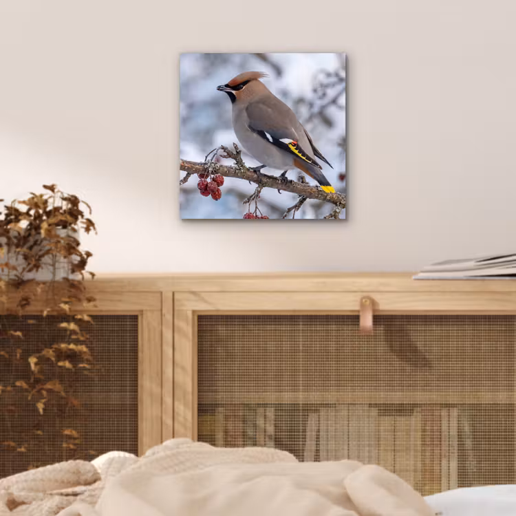 Aluminium schilderij - Pestvogel - Bessen - Winter - Natuur — 4