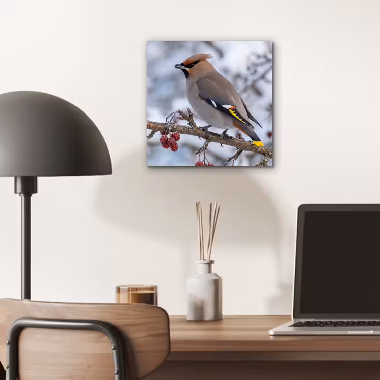 Aluminium schilderij - Pestvogel - Bessen - Winter - Natuur — 6