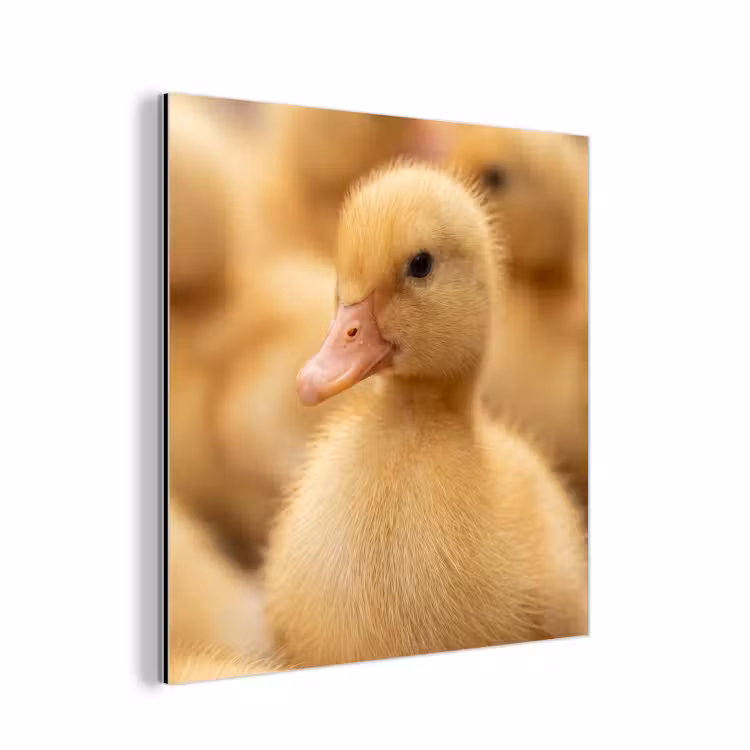 Aluminium schilderij - Pijltje - Eend - Natuur - Geel — 1