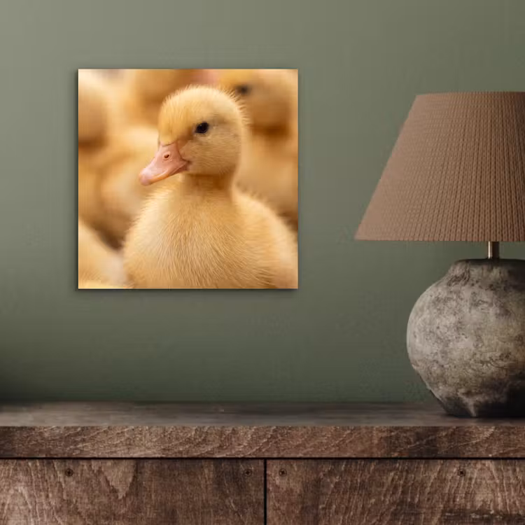 Aluminium schilderij - Pijltje - Eend - Natuur - Geel — 3