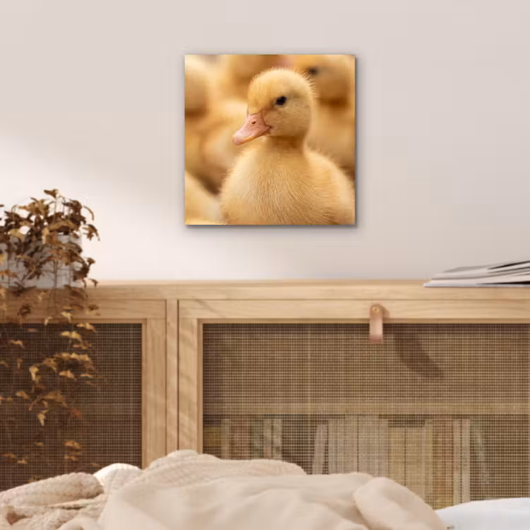Aluminium schilderij - Pijltje - Eend - Natuur - Geel — 4