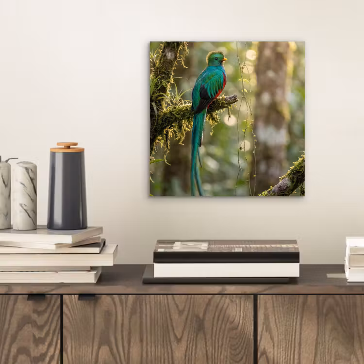 Aluminium schilderij - Quetzal - Jungle - Natuur - Groen — 2