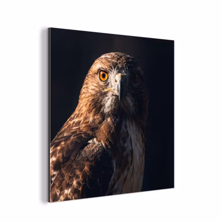 Aluminium schilderij - Roofvogel - Buizerd - Bruin — 1