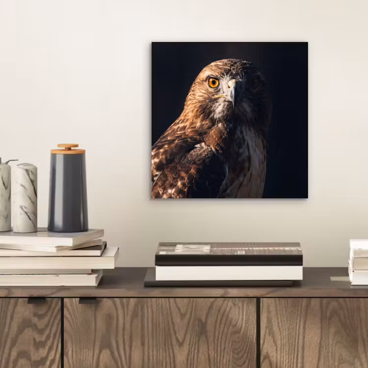 Aluminium schilderij - Roofvogel - Buizerd - Bruin — 2