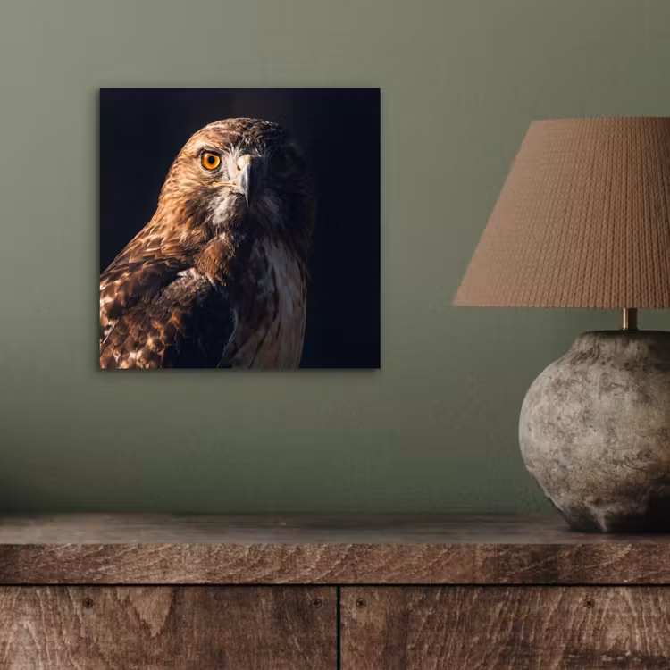 Aluminium schilderij - Roofvogel - Buizerd - Bruin — 3