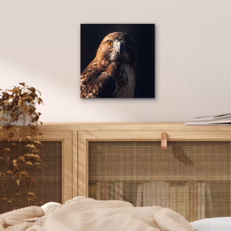 Aluminium schilderij - Roofvogel - Buizerd - Bruin — 4