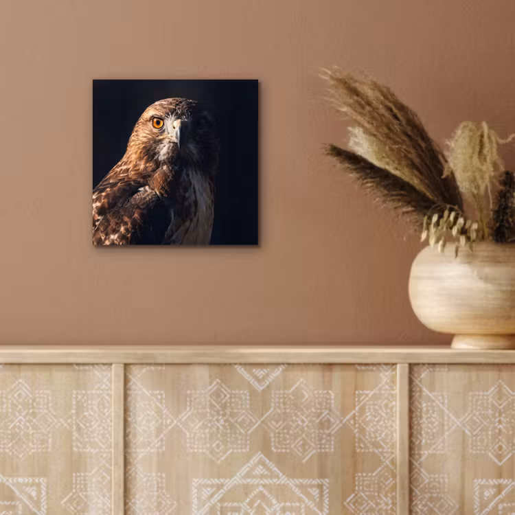 Aluminium schilderij - Roofvogel - Buizerd - Bruin — 5