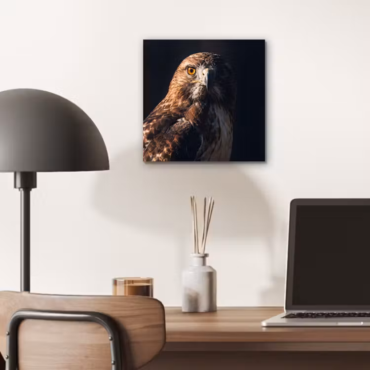 Aluminium schilderij - Roofvogel - Buizerd - Bruin — 6