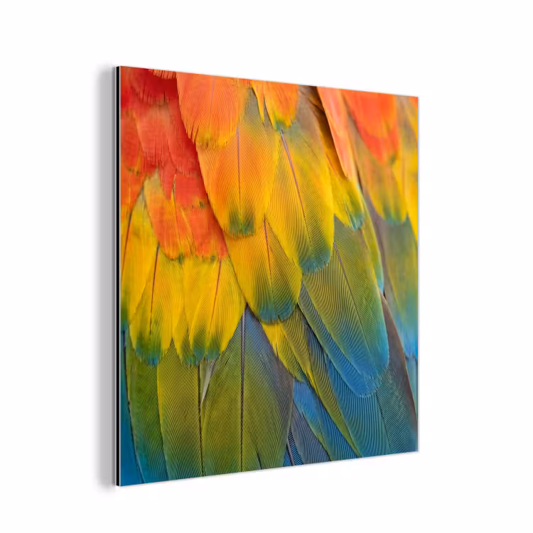 Aluminium schilderij - Veren - Ara - Kleurrijk — 1