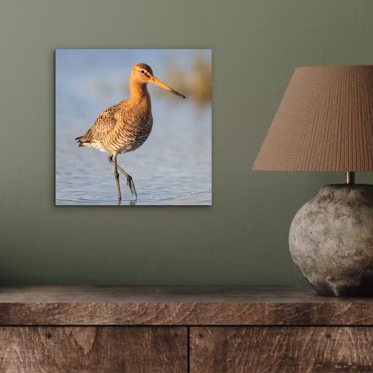 Aluminium schilderij - Vogel - Steltloper - Water - Natuur — 3