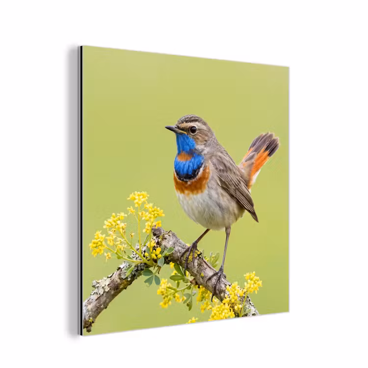 Aluminium schilderij - Vogel - Tak - Natuur - Kleurrijk — 1
