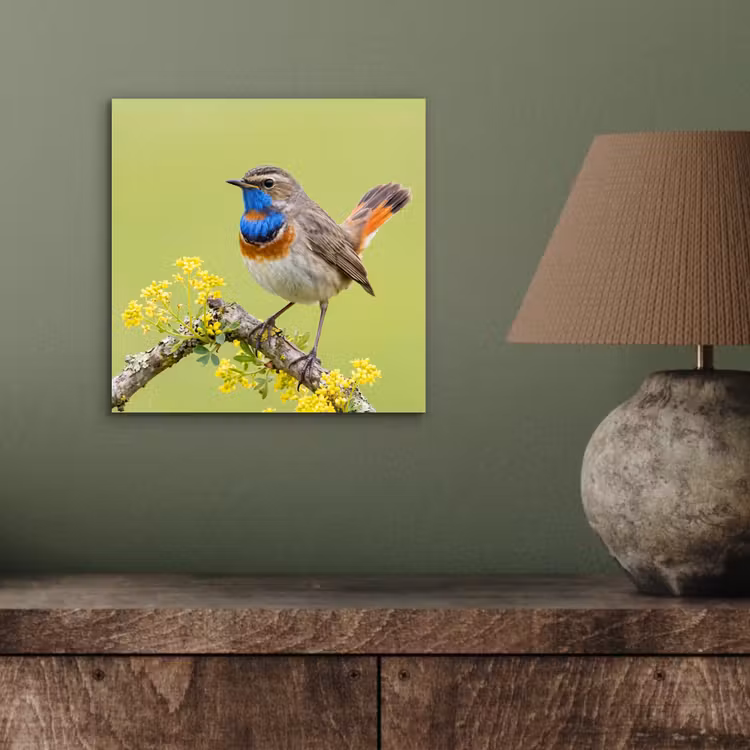Aluminium schilderij - Vogel - Tak - Natuur - Kleurrijk — 3