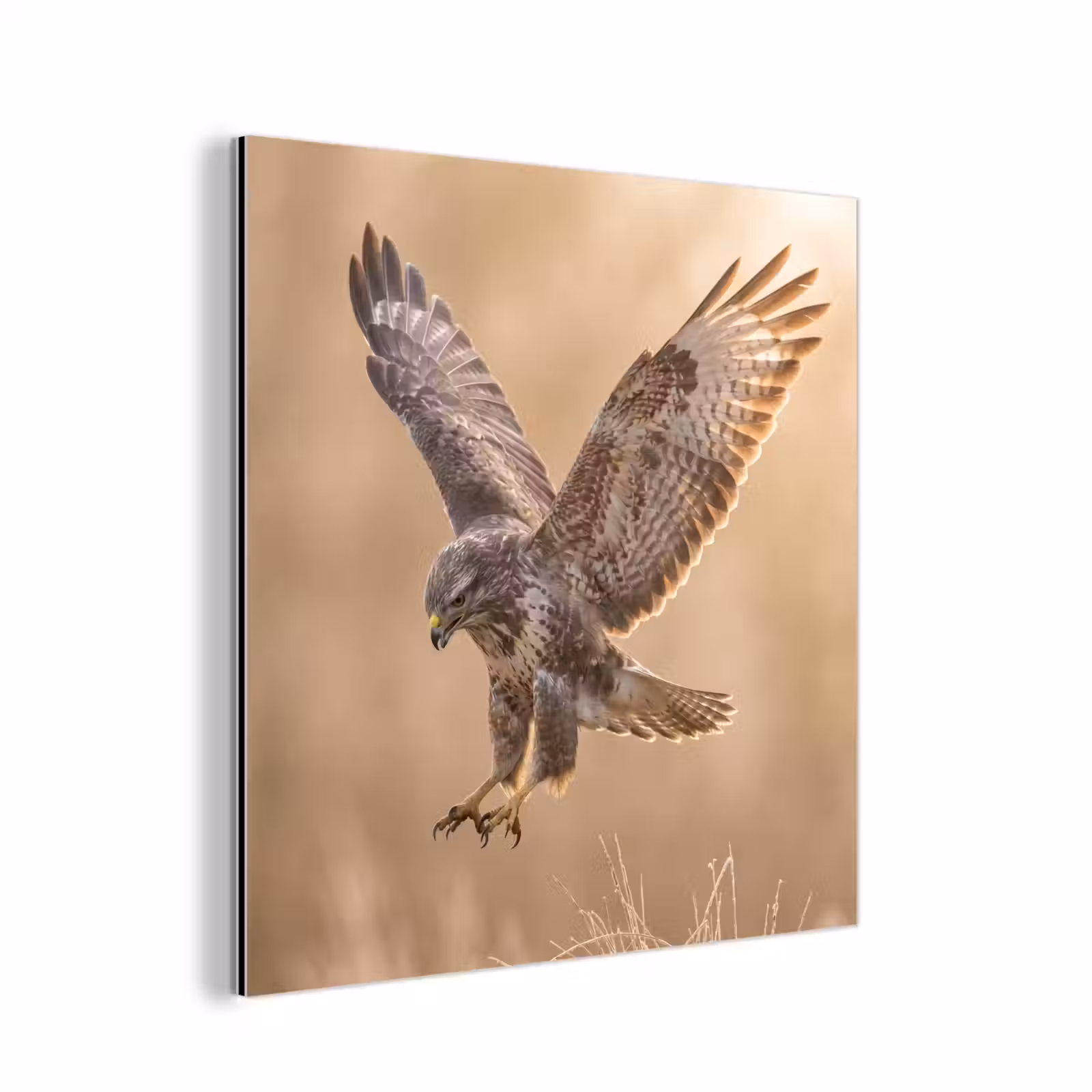 Aluminium schilderij - Buizerd - Roofvogel - Natuur - Bruin — 1