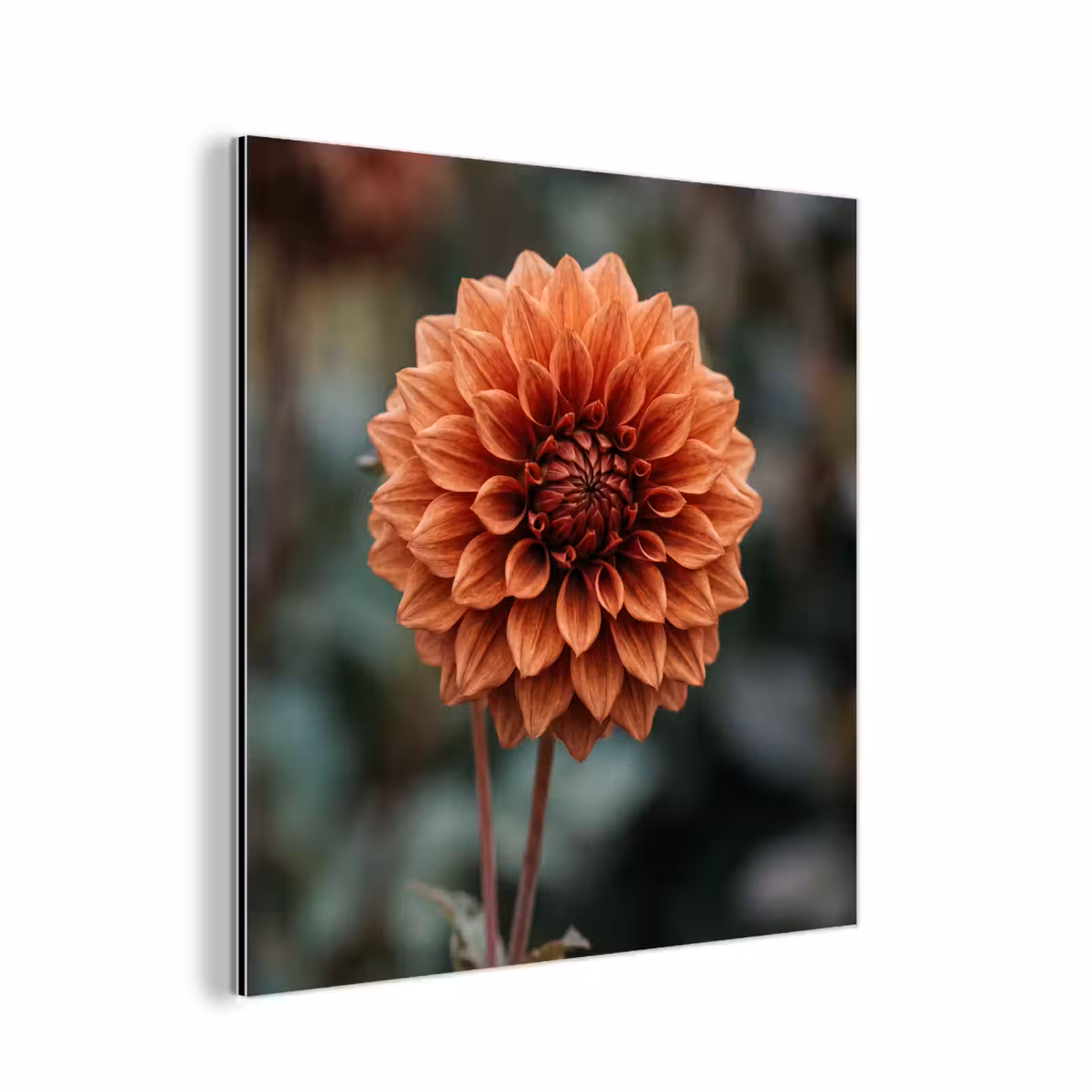 Aluminium schilderij - Dahlia - Bloem - Natuur - Sfeervol — 1