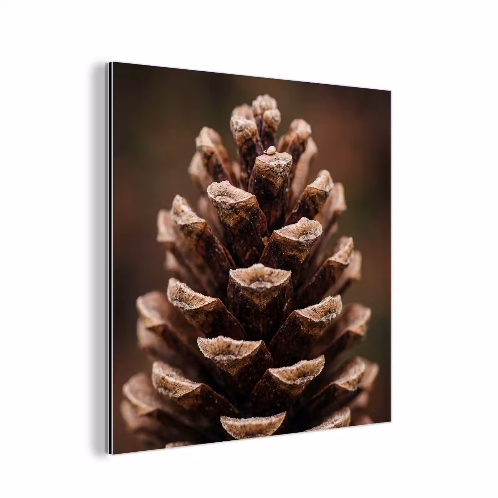 Aluminium schilderij - Dennenappel - Bos - Herfst - Bruin - Sfeervol — 1