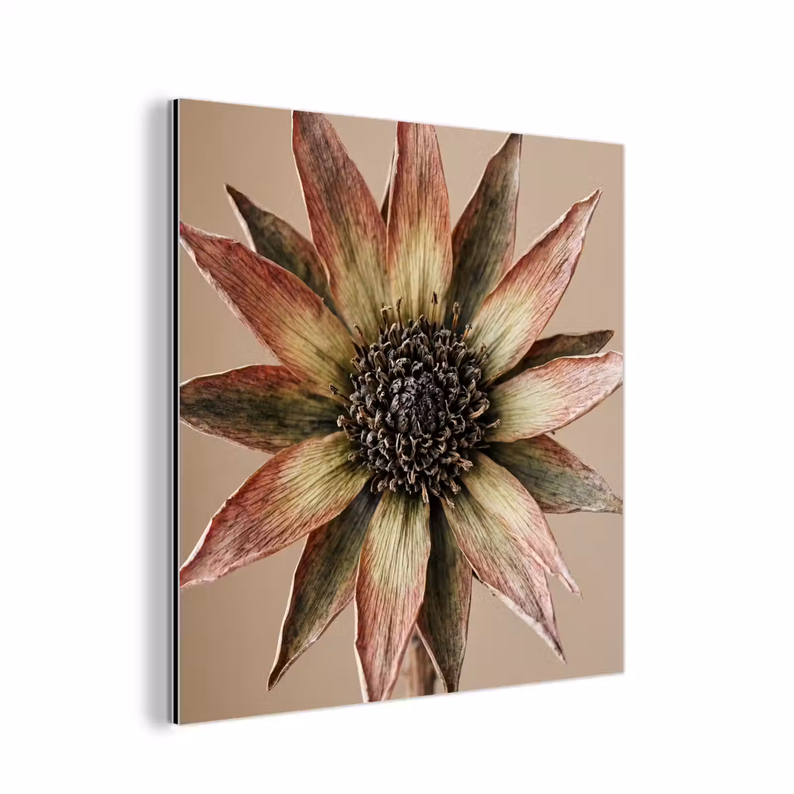 Aluminium schilderij - Droogbloem - Protea - Vintage - Beige - Rustiek — 1