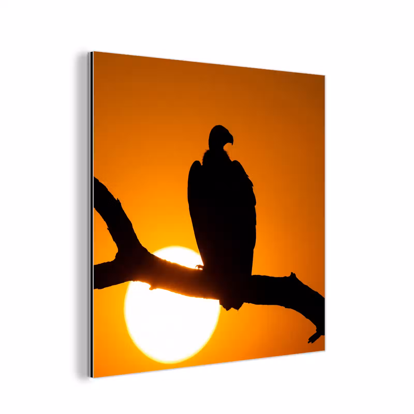 Aluminium schilderij - Gier - Tak - Zon - Oranje — 1