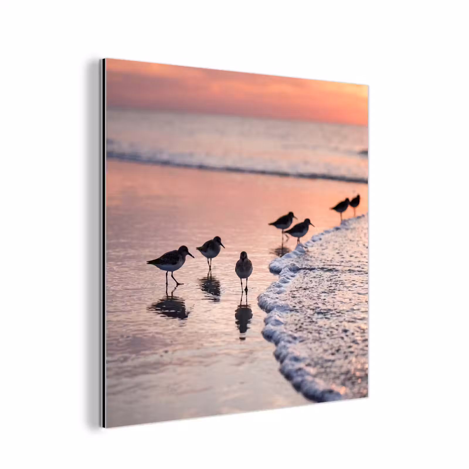 Aluminium schilderij - Meeuwen - Strand - Zee - Roze — 1