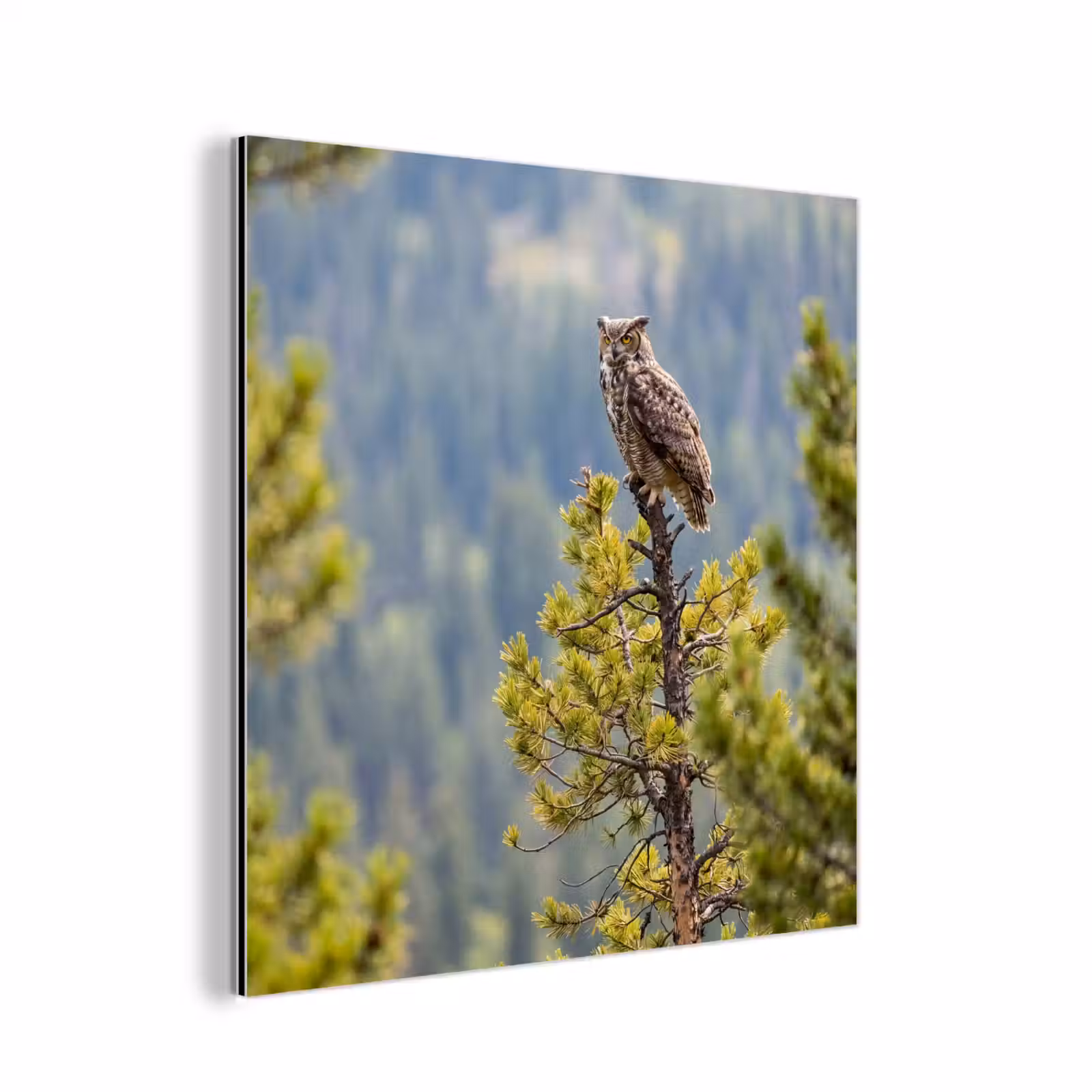 Aluminium schilderij - Uil - Oehoe - Bomen - Natuur — 1