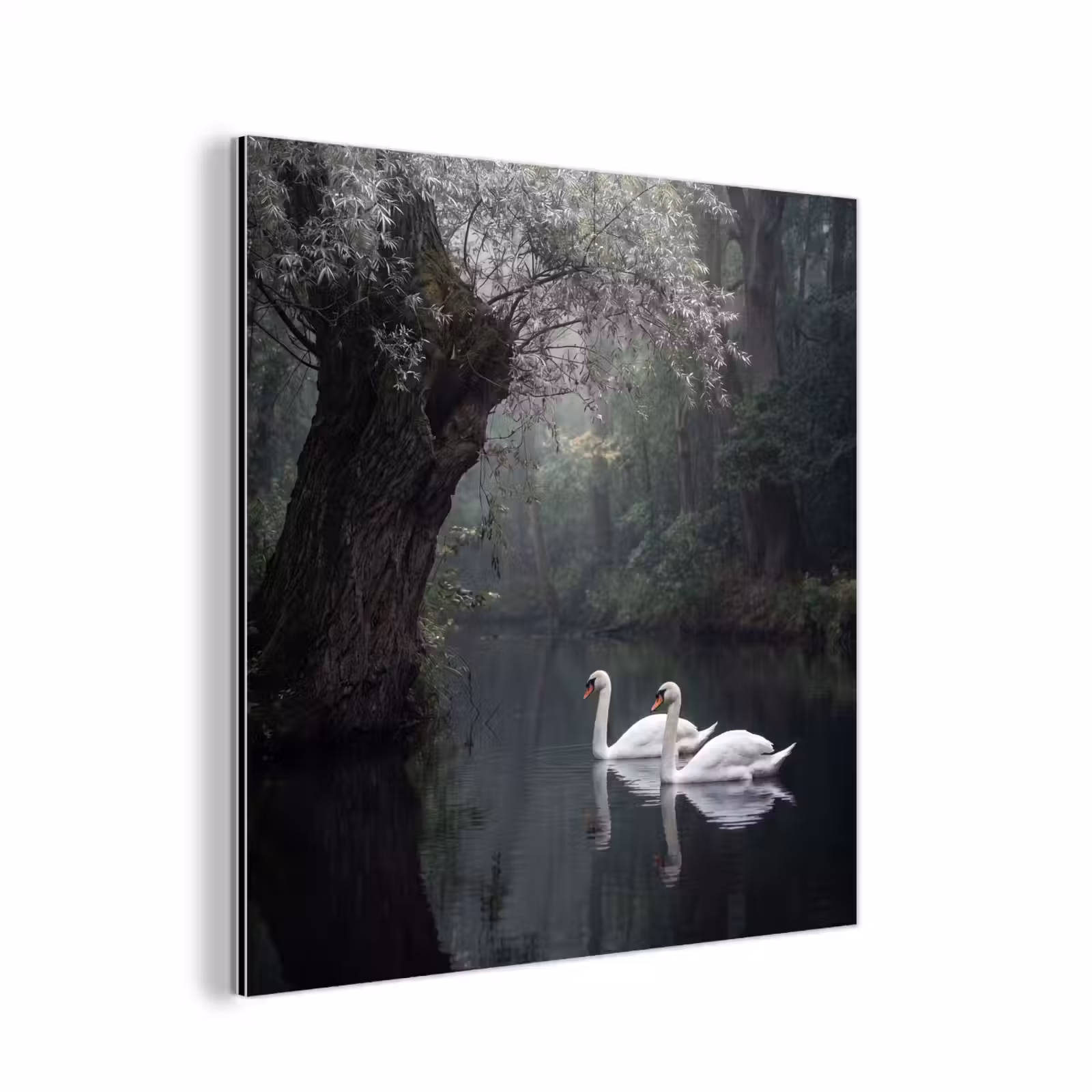 Aluminium schilderij - Zwanen - Rivier - Bos — 1