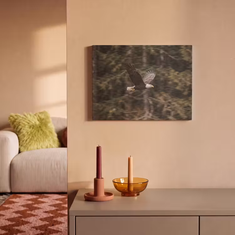 Akoestisch schilderij - Zeearend - Vliegen - Bos - Natuur — 2