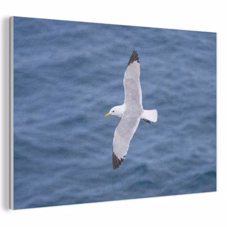 Akoestisch schilderij - Zeemeeuw - Oceaan - Blauw — 1